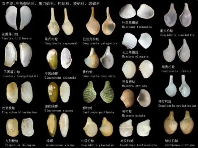 贝壳图鉴 - 美篇