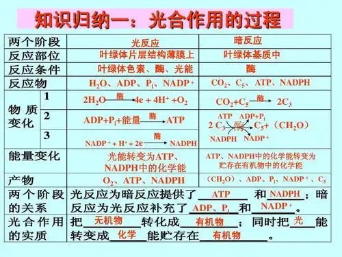 专题二光合作用ppt