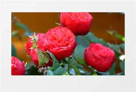 07上色的视频在线观看免费上色视频app2022已更新今日推荐