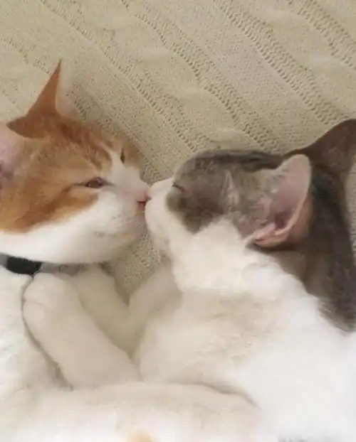 睡觉也要抱一起两只猫同框怎么可以这么甜