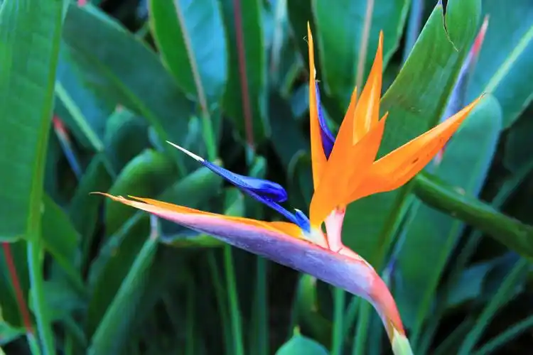 鹤望兰壁纸图片