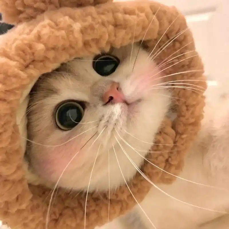 一只会歪头卖萌的小猫咪你会心动嘛