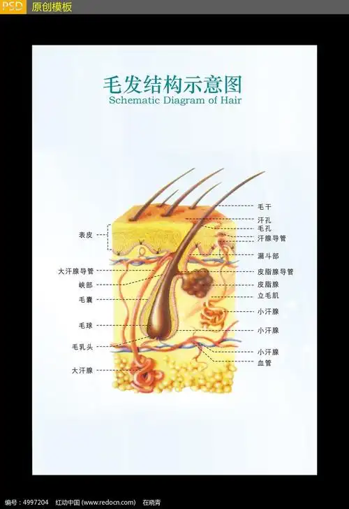 简洁医院毛发结构示意图展板素材
