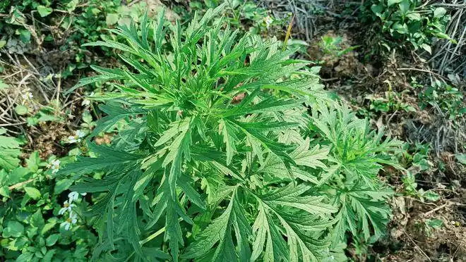 农村常见植物益母草常被称为女人草煮水作用厉害了