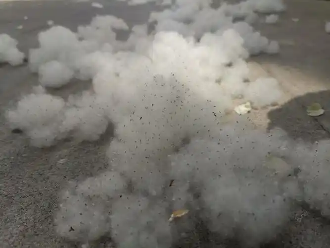 2021年4月,北京杨柳絮进入"爆发期"