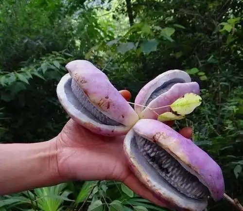 盘点我国最稀奇古怪的水果,吃过三种以上的都不是一般人!