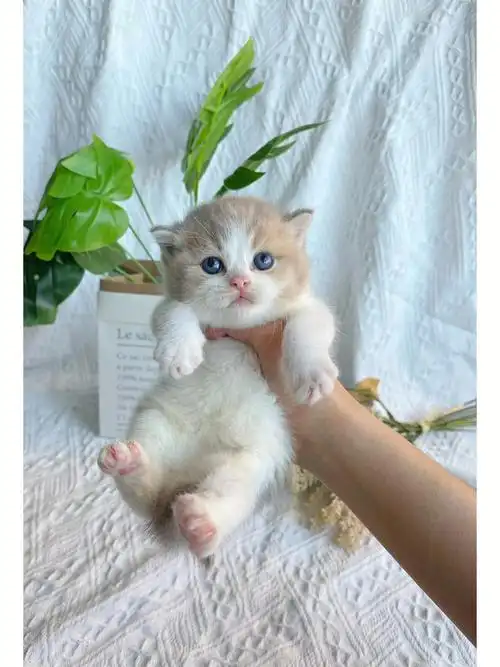 英短丁香加白弟弟领养