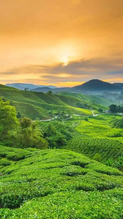 有什么保护眼睛的手机壁纸求推荐