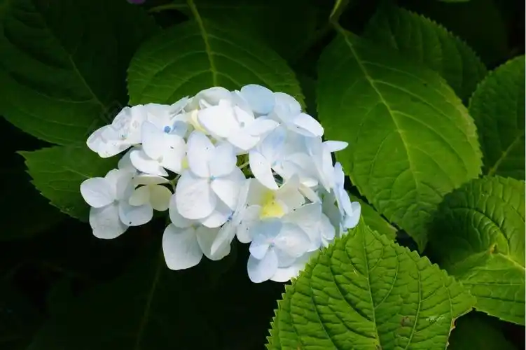 白色绣球花高清图片