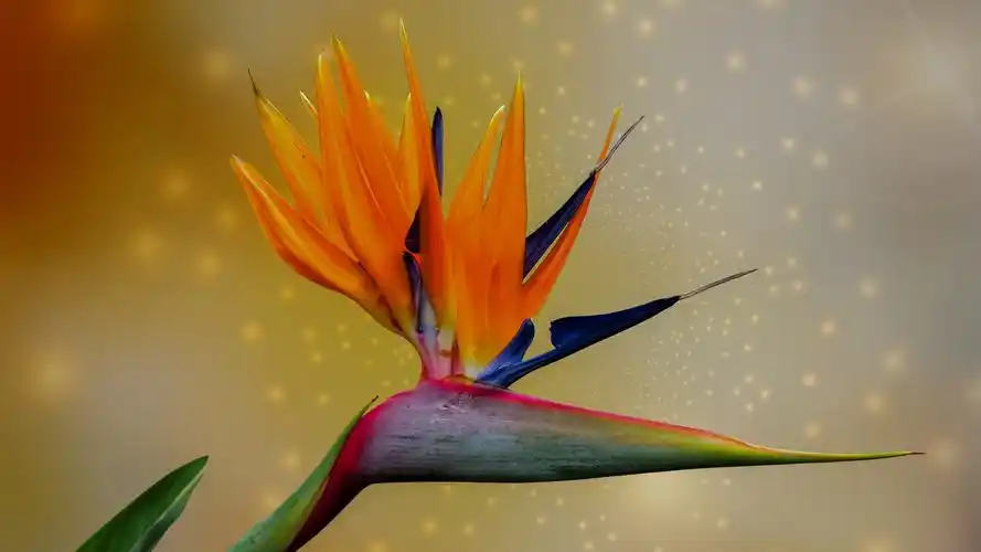 鹤望兰图片桌面壁纸