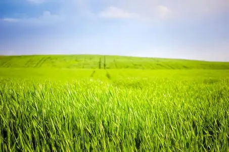 绿色的麦田图片