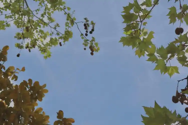 电脑壁纸 锁屏壁纸 壁纸 头像 聊天背景 ins 油画 iphone 【禁商用】