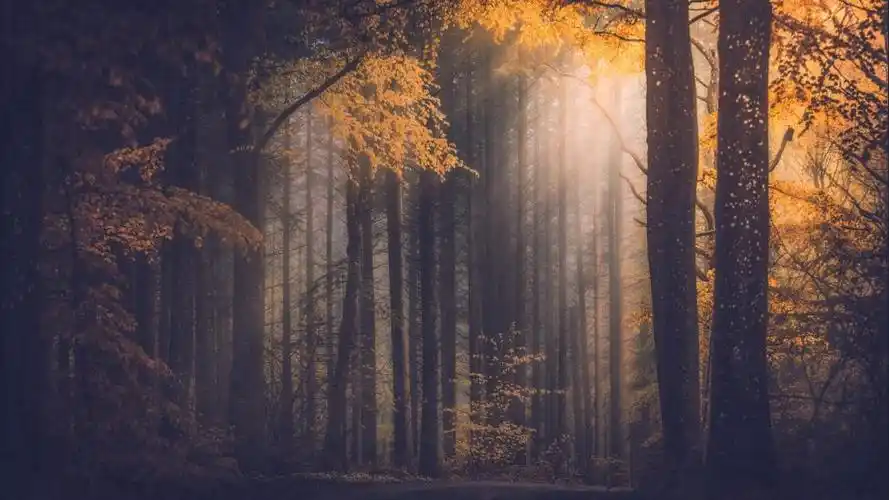 大自然安静寂静森林风光意境