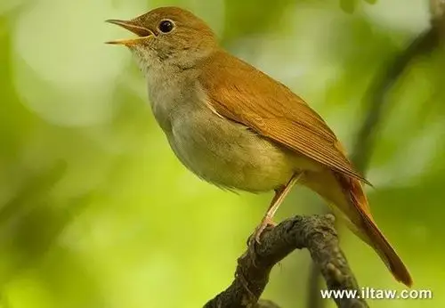 英国的小鸟会唱歌莎士比亚环球剧院音乐总监甘为配角