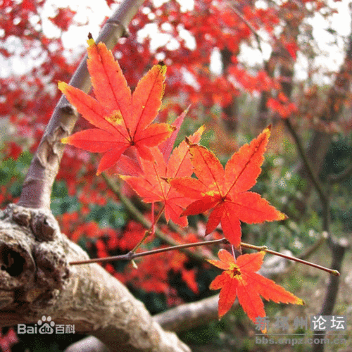 邳州图片_百度百科