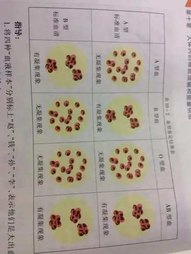 为什么o型血中注入a b型血清都未发生凝集现象?