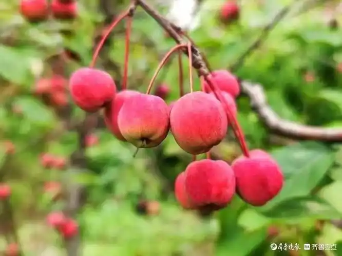 红彤彤的海棠果,累累硕果满枝头