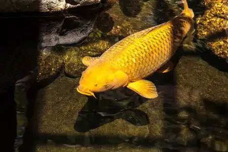 加州野黑龙江野鲤锦鲤鱼照片