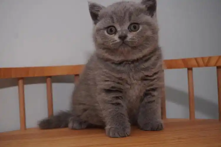 全是娘子军#英国短毛猫  #英短  #英短蓝猫  #蓝猫  #宠物猫