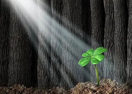 寻找成功个商业,绿色的四叶草生长黑暗的森林里,明亮的阳光照耀下