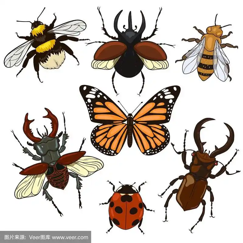一组孤立在白色背景上的昆虫.矢量图形.