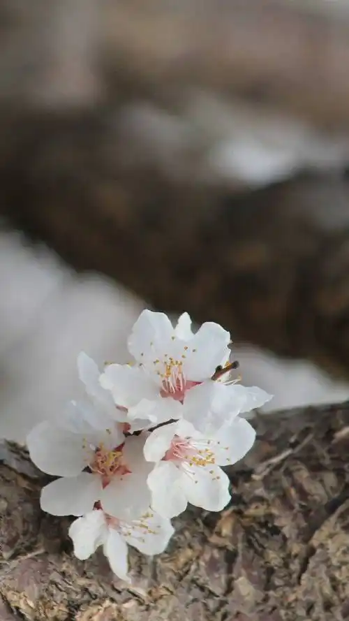 白色花朵,粉色花朵,唯美淡雅,唯美鲜花,手机壁纸淡雅杏花