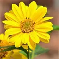 向日葵花 金灿灿的向日葵花朵头像_微信头像图片大全