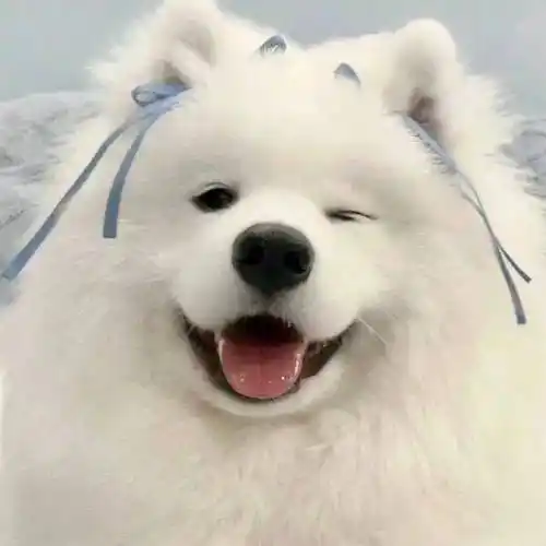 今日份头像mua~蠢萌蠢萌都很适合的狗子头像还是读书狗还是搬砖狗