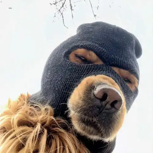 求类似的狗狗头像真的好喜欢