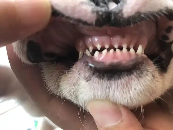 求大神鉴定狗狗几个月了～(有牙齿照)