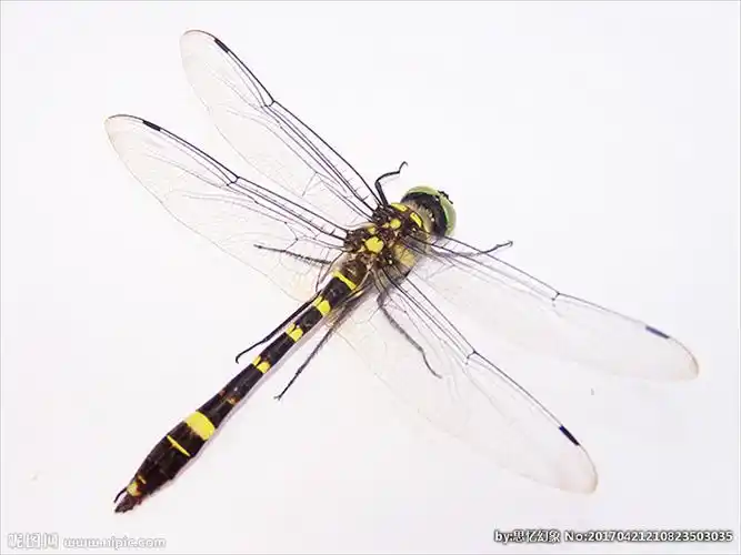 蜻蜓图片