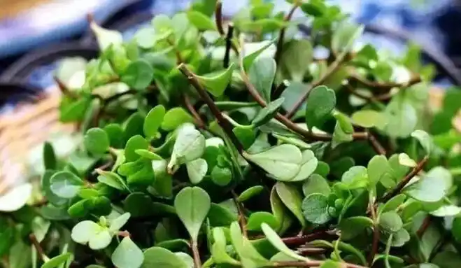 绣家乡舌尖上的麻城山野菜