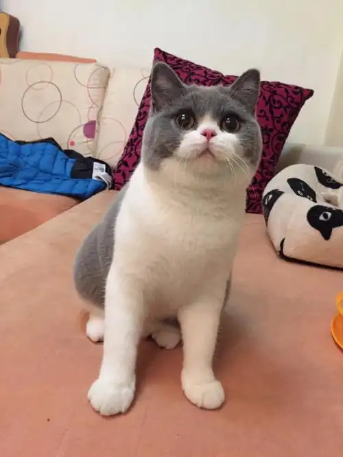 请大数据把咱宝宝推给喜欢蓝白猫咪的姨姨