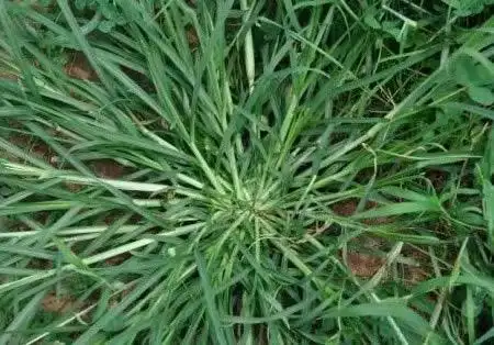 农村这种不起眼的"牛顿草",清热解毒,活血益气,你见过吗·?