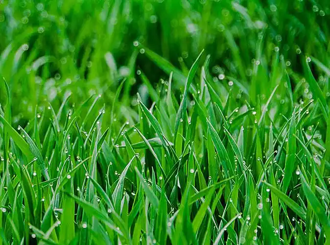 绿色麦苗图片_绿色麦苗高清图片_全景视觉