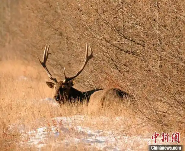 内蒙古赛罕乌拉国家级自然保护区:野生马鹿雪地觅食