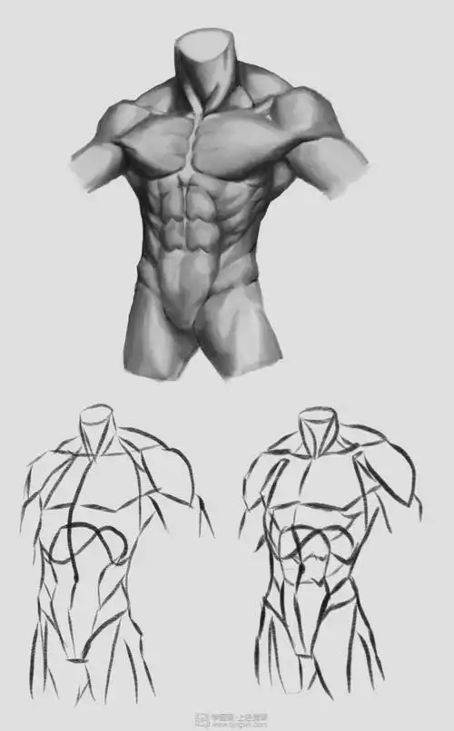 《人体躯干入门练习—角色人物躯干训练》by 优子