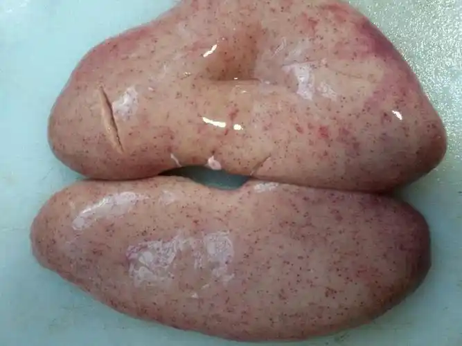 猪腰有红点是否猪有病?