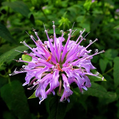 美国薄荷种子观赏花卉柯罗红花园红薄荷佛手甜马薄荷种子