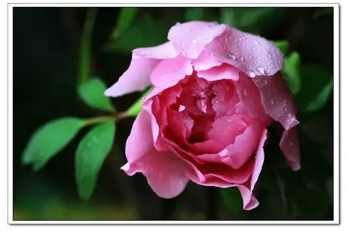 牡丹花开好运来-原创