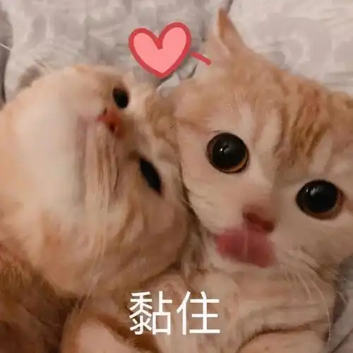 可爱的猫猫表情包~撒娇蹭蹭大法