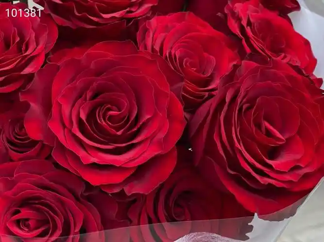 a级高原红20支红色玫瑰典型的杯状花不易受损花期久有质感层次多