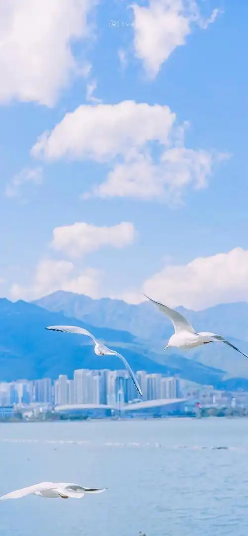 海鸥壁纸,海鸥是大海的心灵,是天空的诗人