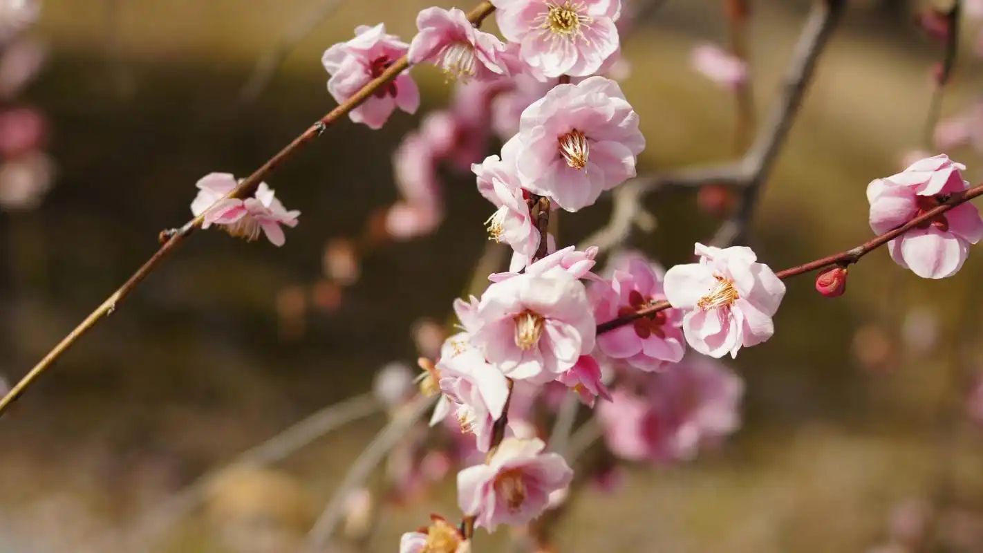 清新淡雅梅花图片桌面壁纸