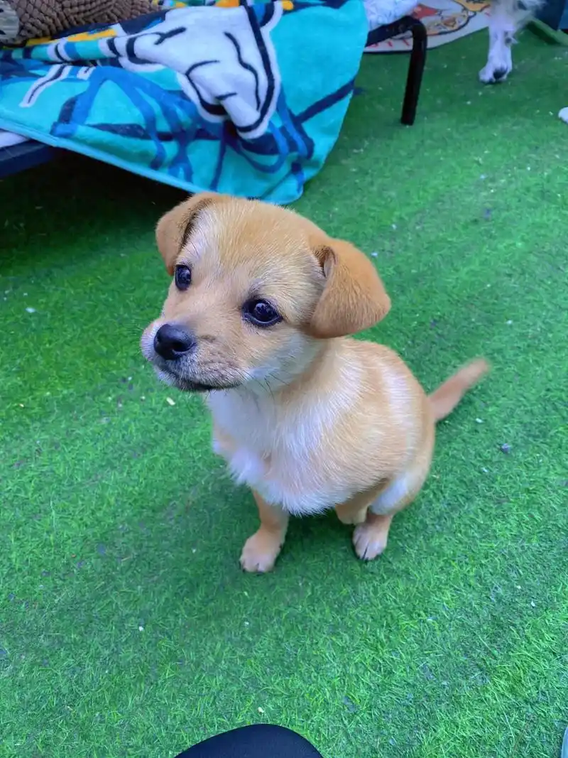 真的好喜欢这张照片 #家有萌宠 #小奶狗  今日份的小冰糖 - 抖音