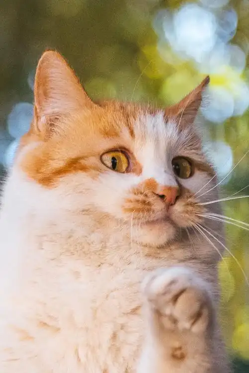 壁纸 动物 猫 猫咪 小猫 桌面 690_1035 竖版 竖屏 手机