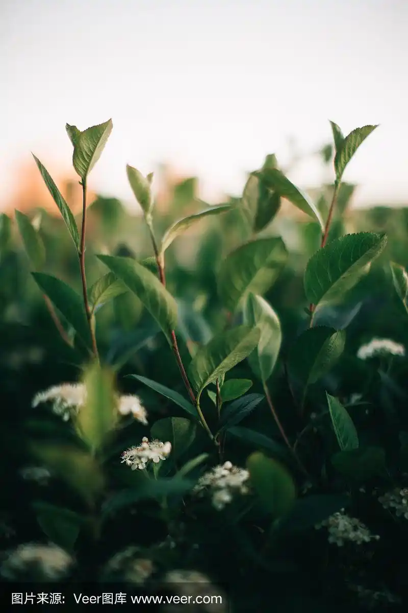 深绿色的叶子,抽象的自然背景,自然的叶子纹理