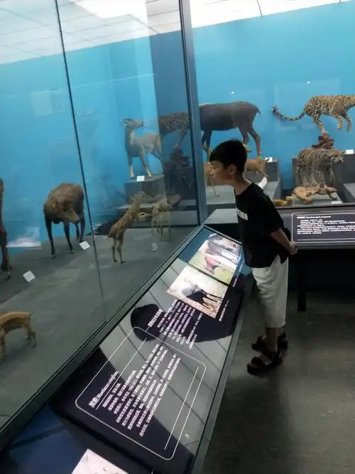 博物馆 写美篇参观完恐龙,我又来的了二楼,一进门就看到各种小动物的