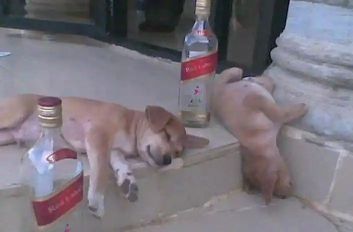 宠物在喝酒后的反应你犯过这二吗