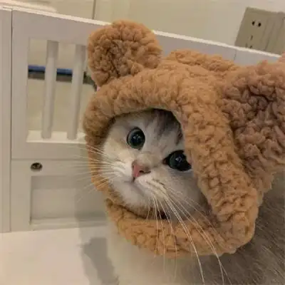 萌宠可爱的猫咪狗狗图片大全 很萌很治愈的猫咪小狗微信头像_动物头像